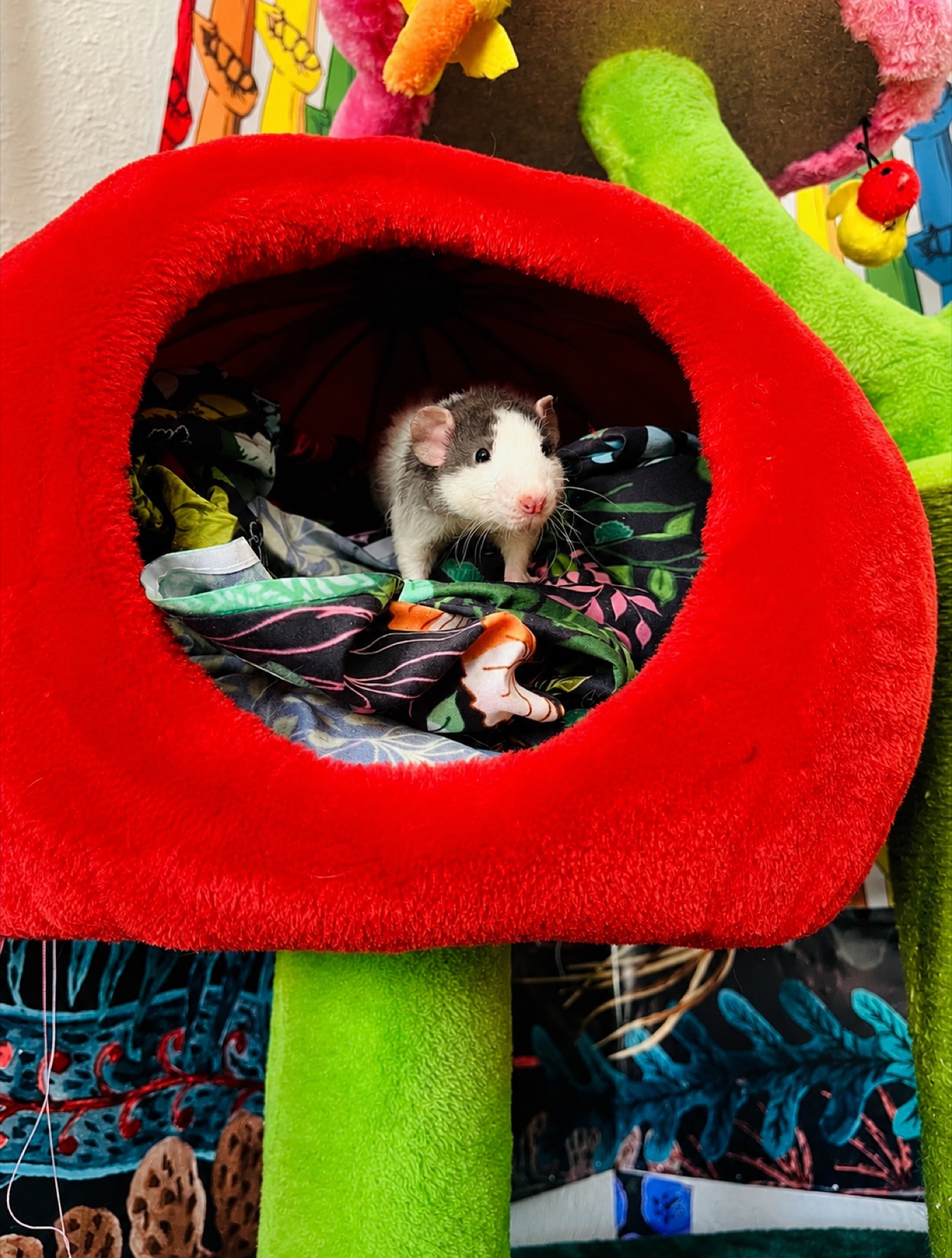 J’Marcus standing in his red plush den on botanical fabric