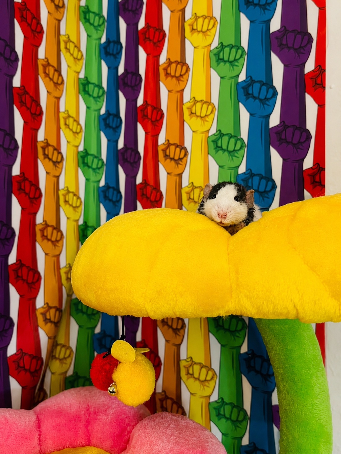 J’Marcus peeking over a yellow plush flower in front of rainbow wallpaper