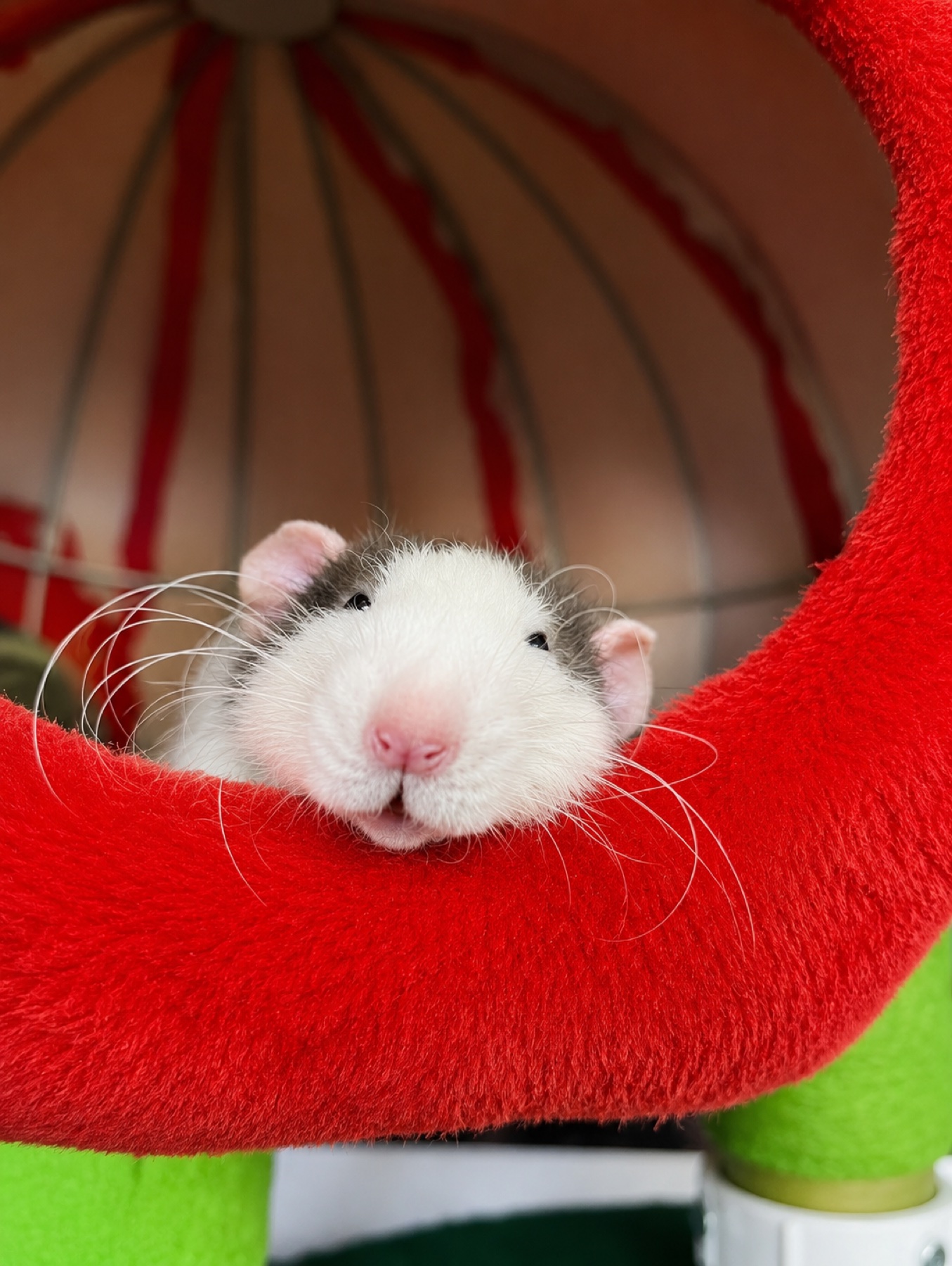 Close-up of J&rsquo;Marcus resting his chin on red plush, whiskers out, mid-grin