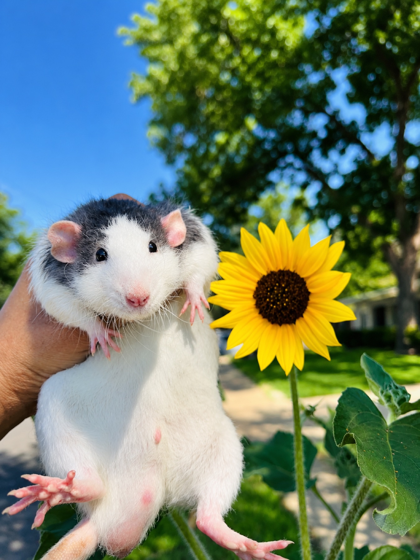 J&rsquo;Marcus held up beside a sunflower on a sunny street